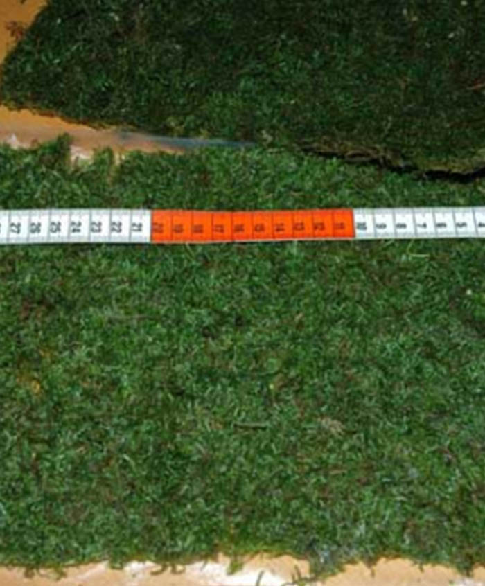 Moos Rechteck ca. 18 x 23 cm Moos Rechteck ca. 18 x 23 cm von Pflanzen