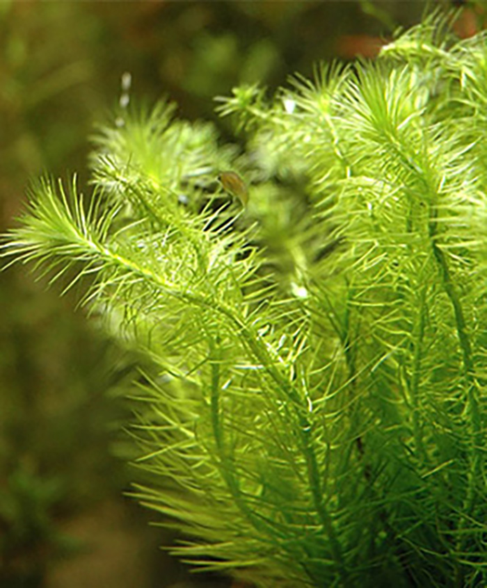 Mooskraut: Mayaca fluviatilis -Bund- von Pflanzen