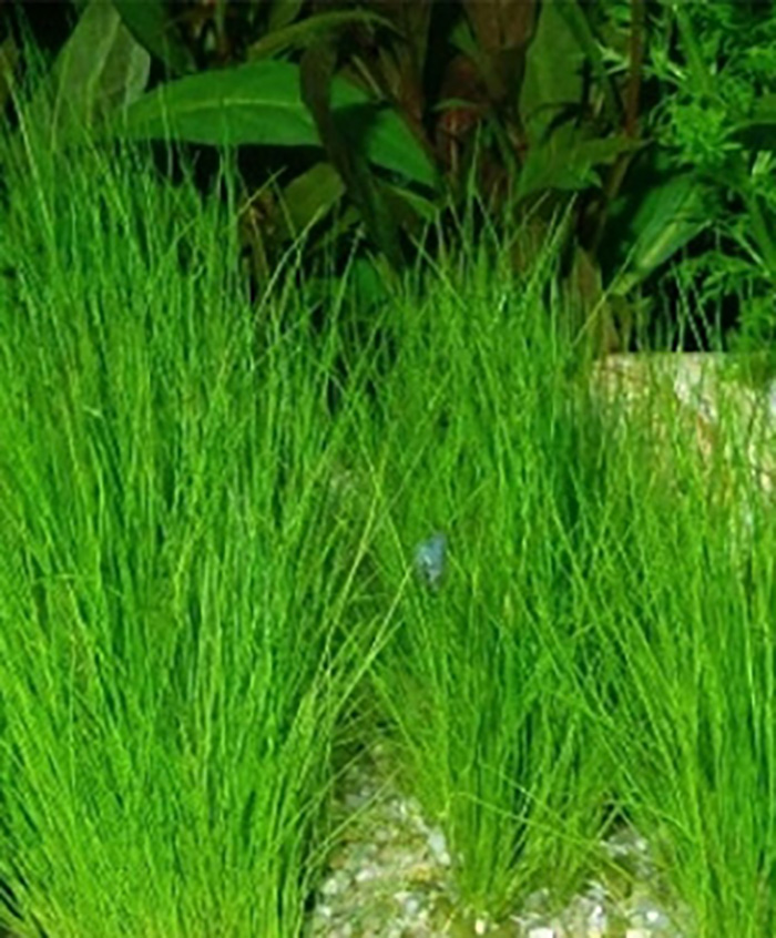 Nadelsimse: Eleocharis acicularis -Topf- von Pflanzen