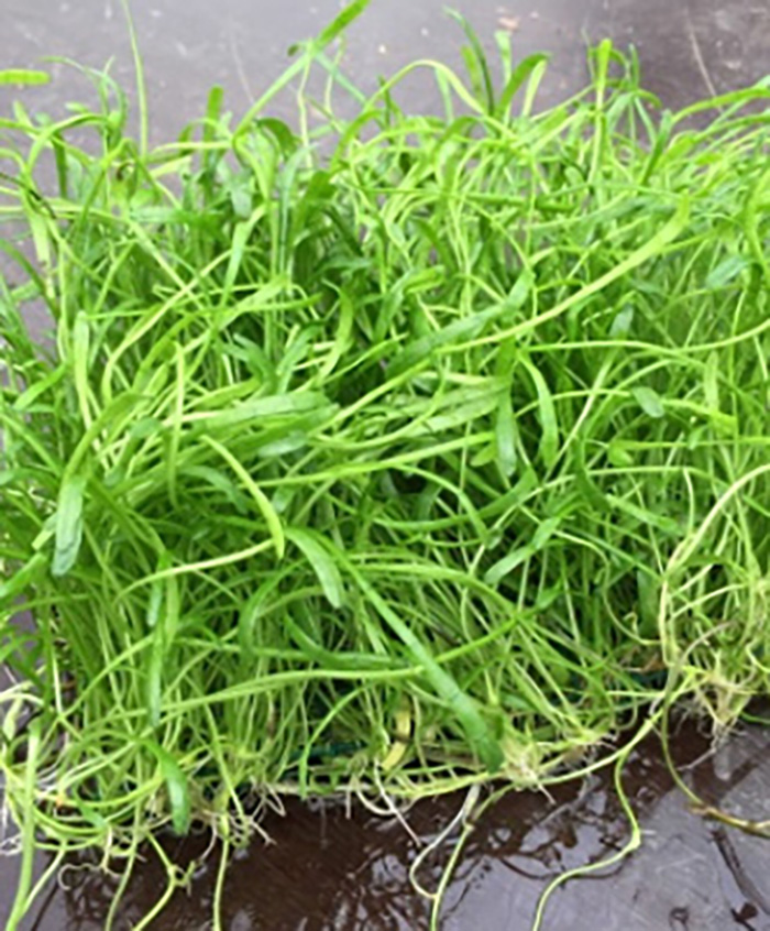 Neuseelandgras, Brasilianische Graspflanze (Lilaeopsis brasiliensis) Matte (ca. 15 x 11 cm) von Pflanzen