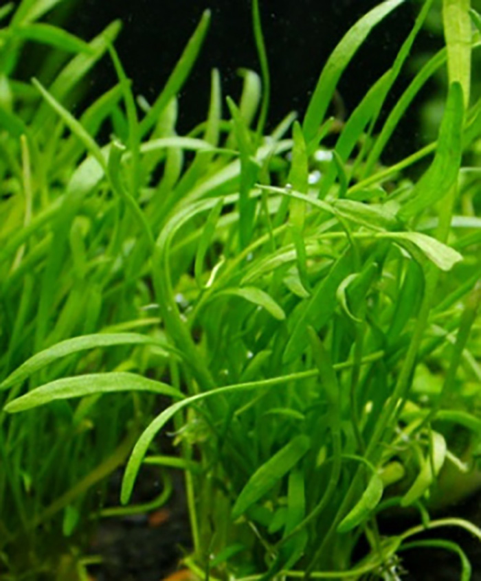 Neuseelandgras, Brasilianische Graspflanze: Lilaeopsis brasiliensis -Topf- von Pflanzen