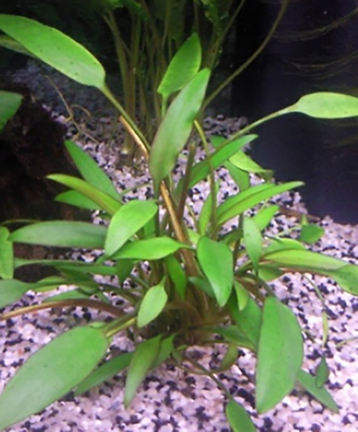 Nevills Wasserkelch: Cryptocoryne x willisii 'Nevillii' -Topf- von Pflanzen