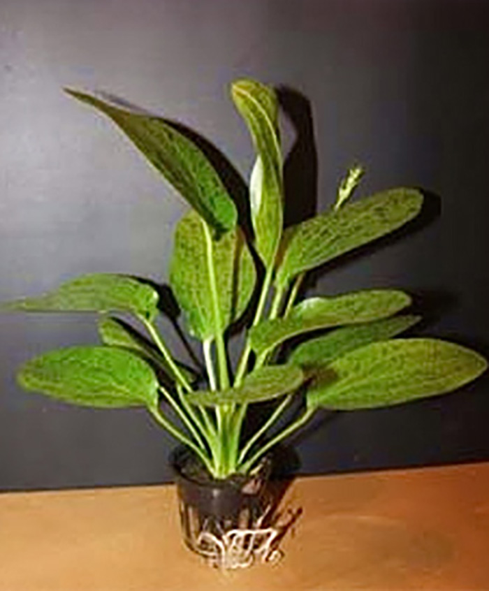 Ozelot Schwertpflanze: Echinodorus ozelot -grün- im Topf von Pflanzen