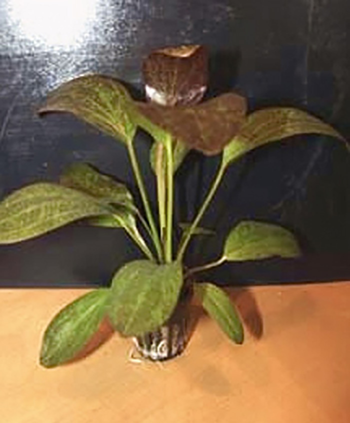 Ozelot Schwertpflanze: Echinodorus ozelot -rot- im Topf von Pflanzen