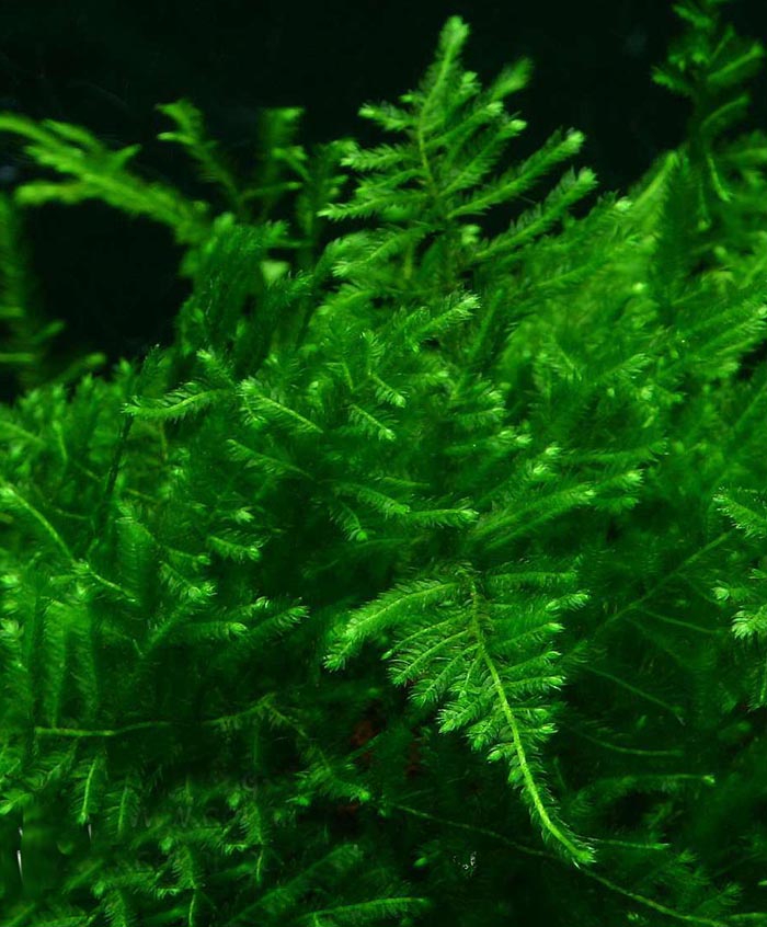 Peacock Moos Peacock Moos von Pflanzen