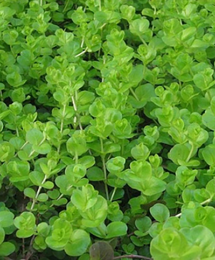 Pfennigkraut: Lysimachia nummularia) -Topf- von Pflanzen