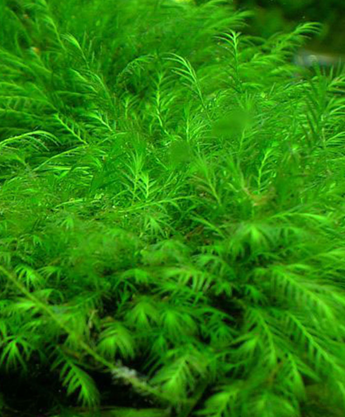 Phönix Moos (Fissidens fontanus) von Pflanzen