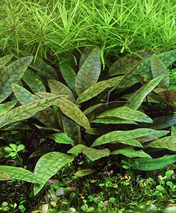 Purpurwasserkelch: Cryptocoryne x purpurea von Pflanzen