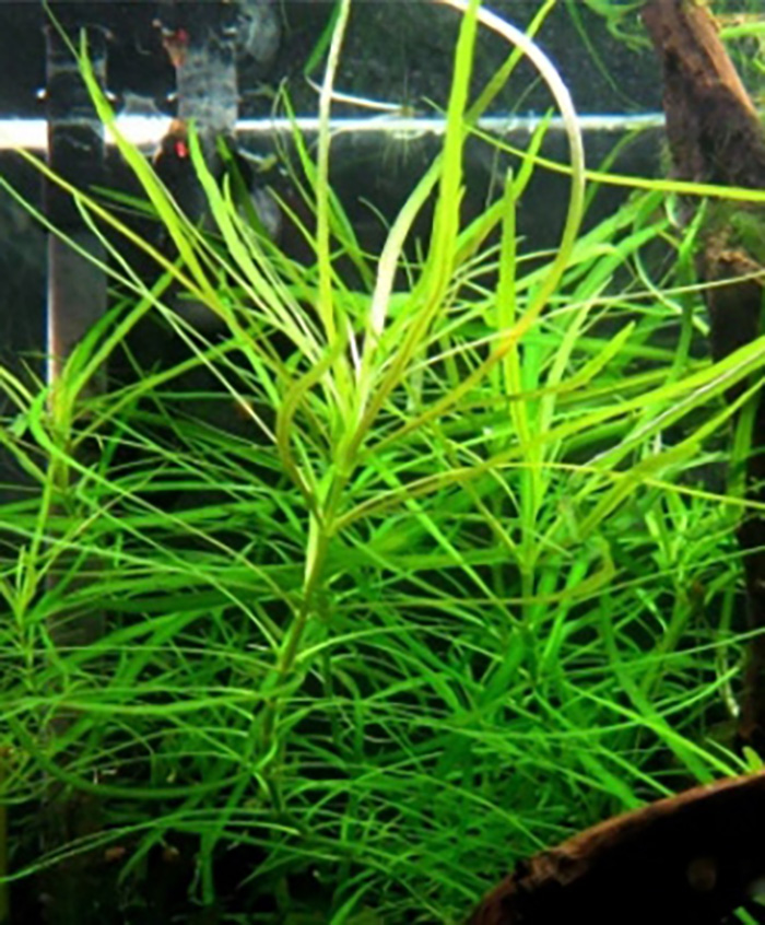 Quirlblättrige Sternpflanze: Pogostemon stellatus (Eustralis stellata) von Pflanzen