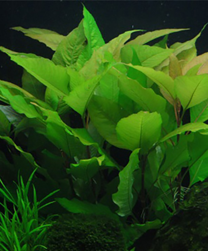 Riesen-Wasserfreund (Hygrophila corymbosa) -Topf- von Pflanzen