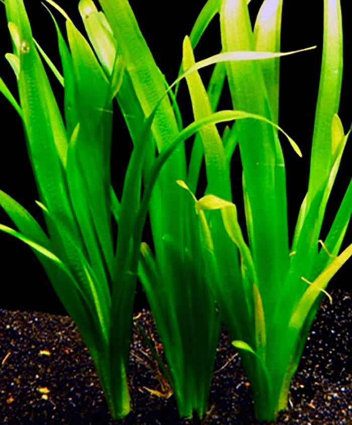 Riesenvallisnerie: Vallisneria gigantea -Bund mit 3 Pflanzen- von Pflanzen