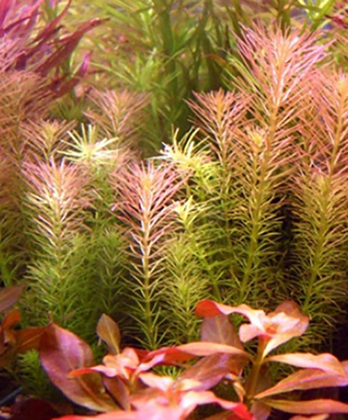 Rötliches Mooskraut: Rotala wallichii/ long leaf von Pflanzen