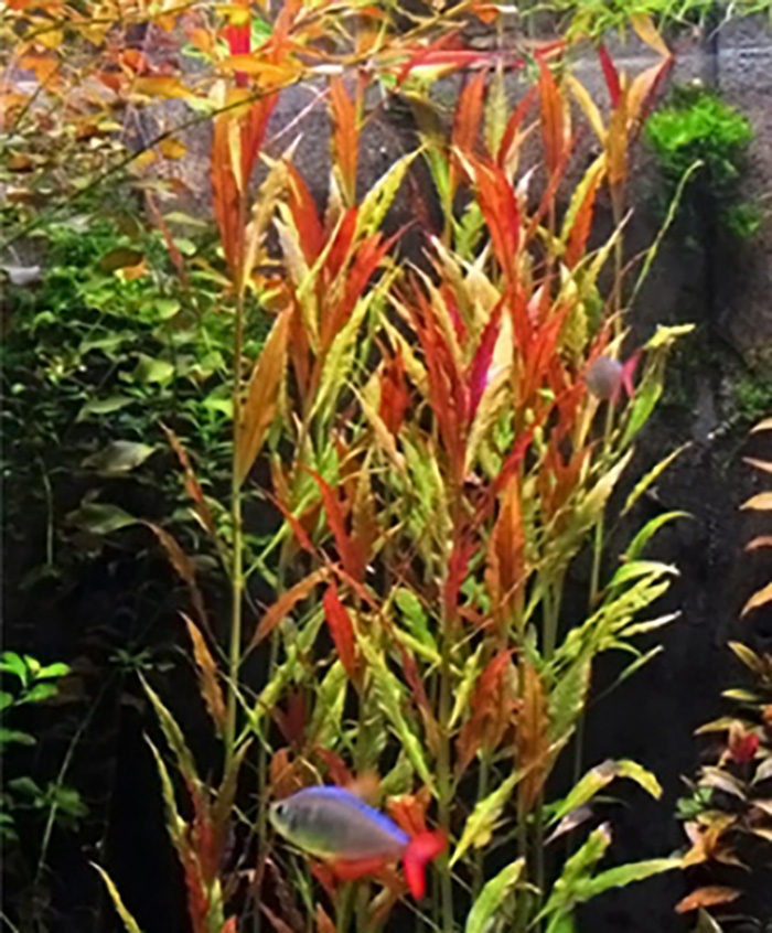 Rosablättriges Papageienblatt (Alternanthera reineckii -Rosaefolia-) von Pflanzen