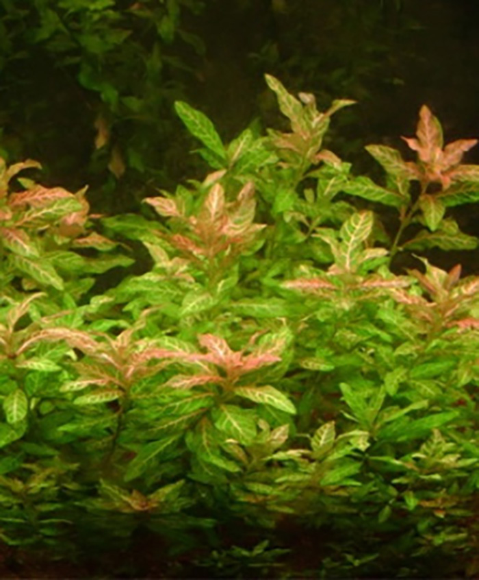 Rosanerviger Wasserfreund (Hygrophila polysperma -Rosanervig-) -Bund- von Pflanzen