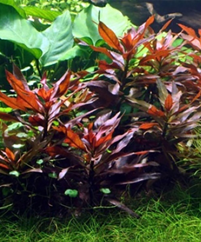 Rote Sternludwigie: Ludwigia glandulosa -Topf- von Pflanzen