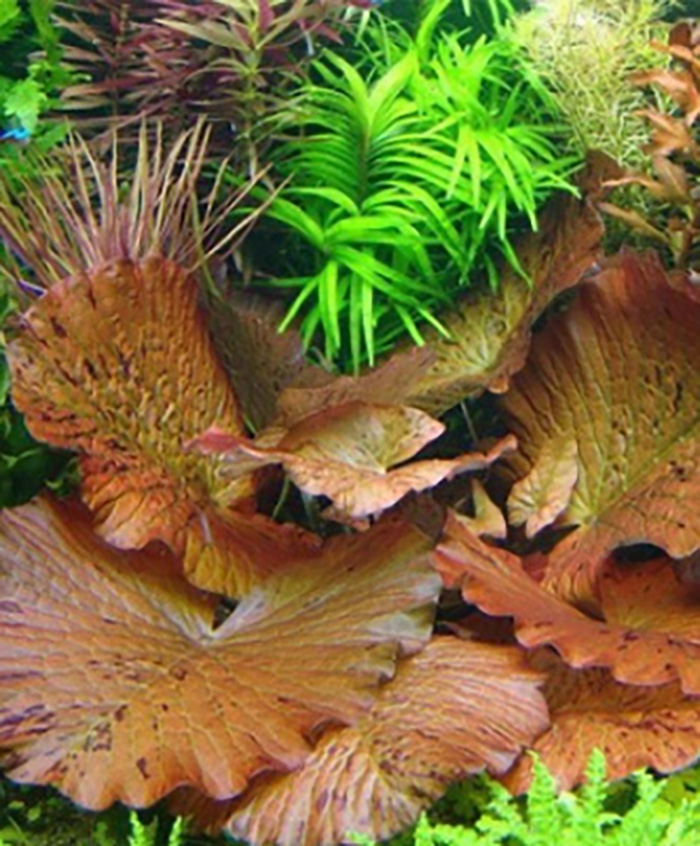 Roter Tigerlotus: Nymphaea lotus 'Rot' -Knolle mit 2-3 kleinen Blättern- von Pflanzen