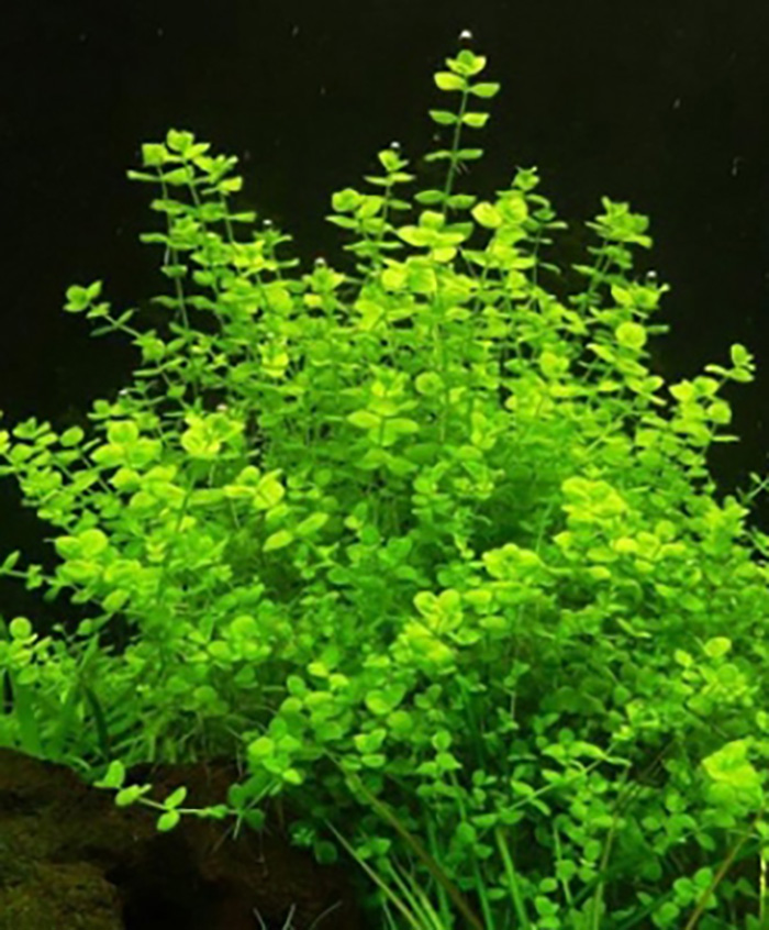 Rundblättriges Perlkraut (Micranthemum umbrosum) von Pflanzen