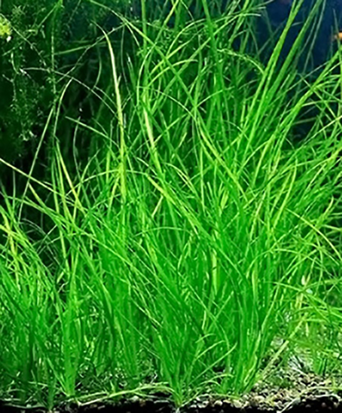 Schmalblättrige Vallisnerie (Vallisneria nana) im Bund von Pflanzen