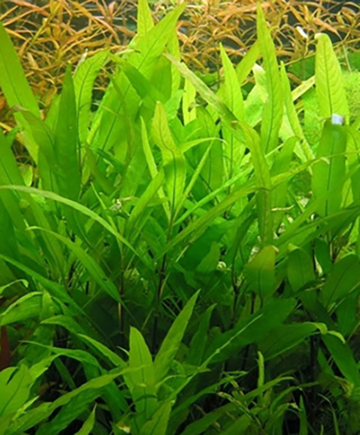 Schmalblättriger Wasserfreund, Thailändischer Wasserfreund: Hygrophila corymbosa -Stricta Thai- -Topf von Pflanzen