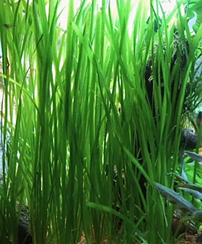 Schraubenvallisnerie im Bund: Vallisneria spiralis/recht: von Pflanzen