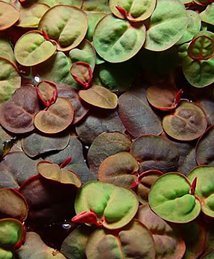 Schwimmende Wolfsmilch, Phyllanthus fluitans, 50 ml Dose -Schwimmpflanze- von Pflanzen