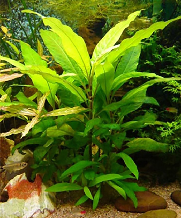 Siam-Wasserfreund, Siamesischer Wasserfreund, Siam-Kirschblatt: Hygrophila siamensis- -Topf- von Pflanzen
