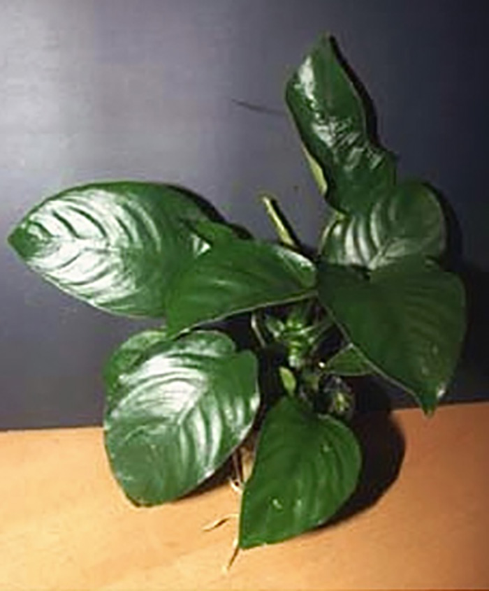 Speerblatt, Anubias (Anubias barteri) -Topf- von Pflanzen