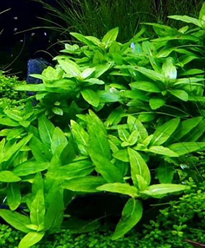 Staurogyne Repens -Kriechende Staurogyne- von Pflanzen