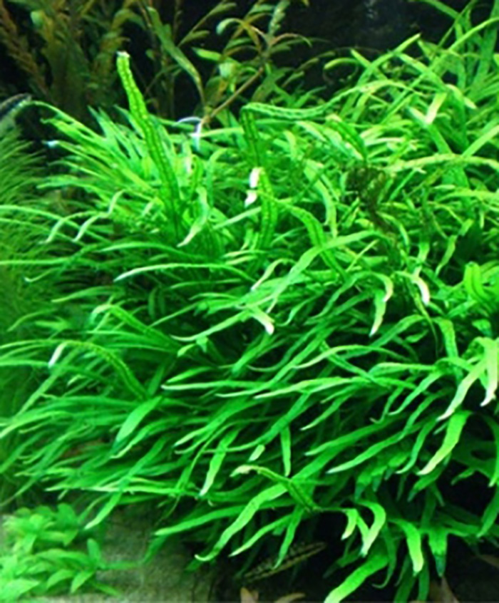 Trident-Javafarn: Microsorum pteropus -Trident -Topf- Trident-Javafarn: Microsorum pteropus -Trident -Topf- von Pflanzen