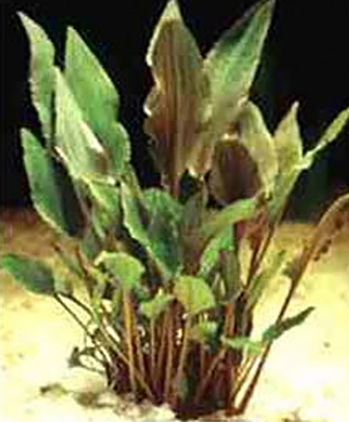 Walkers Wasserkelch: Cryptocoryne walkeri -im Topf- von Pflanzen