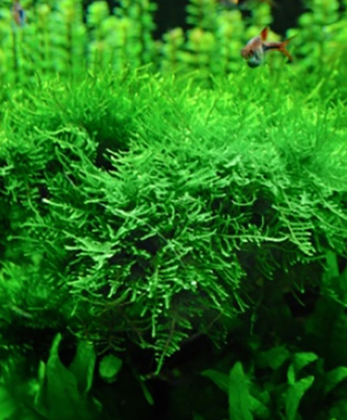 Weihnachtsmoos, Christmas-Moss (Vesicularia montagnei) -50 ml Dose- von Pflanzen