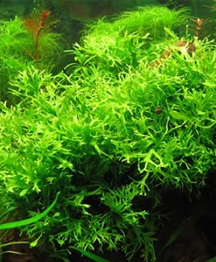 Windelov-Javafarn: Microsorum pteropus -Windelov -Topf- von Pflanzen