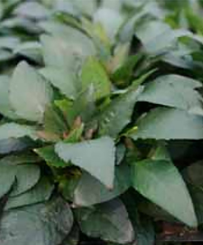 Zwerg-Wasserfreund, Mini-Wasserfreund, Mini-Kirschblatt: Hygrophila corymbosa Var. mini - Zwerg-Wasserfreund, Mini-Wasserfreund, Mini-Kirschblatt: Hygrophila corymbosa Var. mini - von Pflanzen