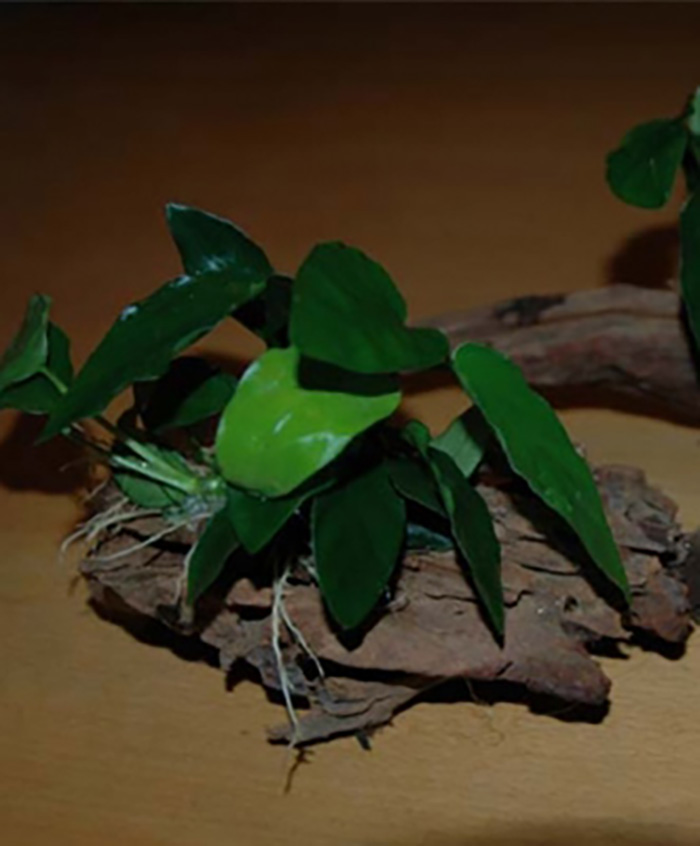 Zwergspeerblatt auf Moorkienholz (Anubias barteri -nana-) 12-18 cm von Pflanzen