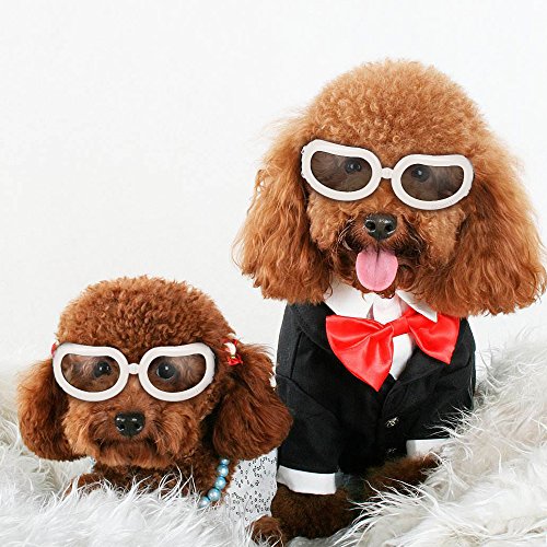 Pingfen New Pet Goggles Kleiner Hund Sonnenbrille Anti-Fog Anti-Wind Glas-Augen-Schutz-wasserdichter Ski Sun UV-Schutz Schutzbrille mit verstellbaren Trägern für Hunde oder Katzen von Pingfen