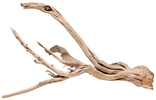 Fische 25,4 cm Ghostwood sandgestrahlt branchy, variiert von Pisces