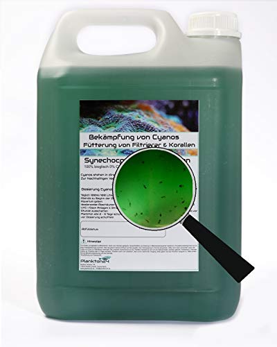 5 Liter Synechococcus mit ZooPlankton Cyano Meerwasser Korallen Phytoplankton 5 Liter Synechococcus mit ZooPlankton Cyano Meerwasser Korallen Phytoplankton von Plankton24