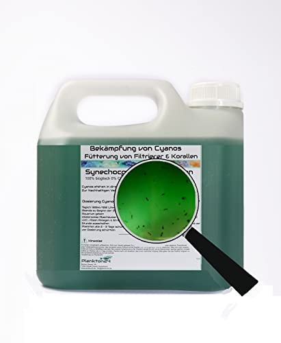 Synechococcus Sp. Plankton gegen Cyanos (3 Liter) mit Tigerpods Zooplankton Meerwasser von Plankton24