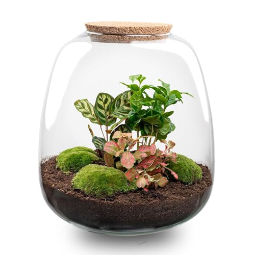 - 25 cm - Ø23cm - Ökosystem & Terrarium von Plantenboetiek.nl