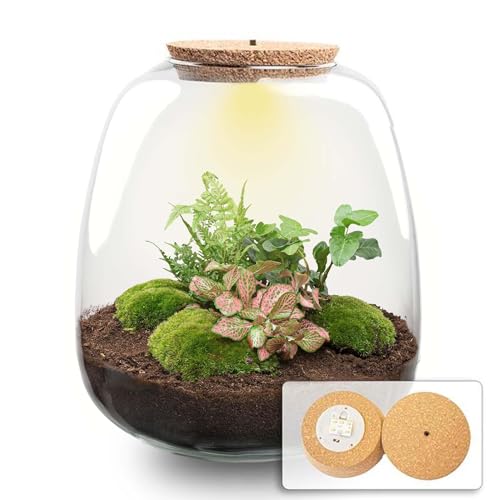 - 25 cm - Ø23cm - Ökosystem & Terrarium von Plantenboetiek.nl