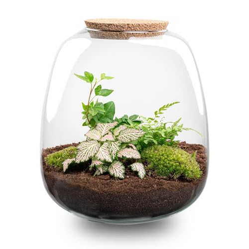 - 25 cm - Ø23cm - Ökosystem & Terrarium von Plantenboetiek.nl