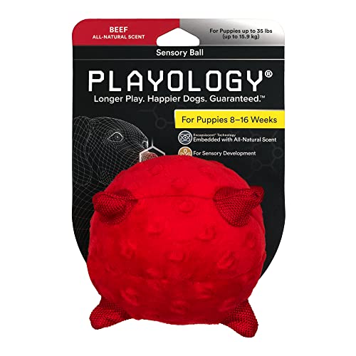 Playology Hundespielzeug für Welpen für sensorische Entwicklung, klein – gefülltes Kauspielzeug mit Quietscher für Welpen 8-16 Wochen – fesselndes rein natürliches Rindfleisch duftendes Spielzeug von Playology