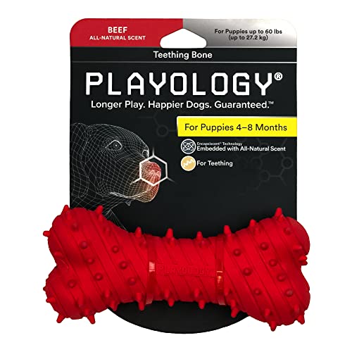 Playology Hundespielzeug für Welpen mit Quietscher für Welpen 4-8 Monate – Ansprechendes natürliches Rindfleischduft-Spielzeug – Notwendig? von Playology