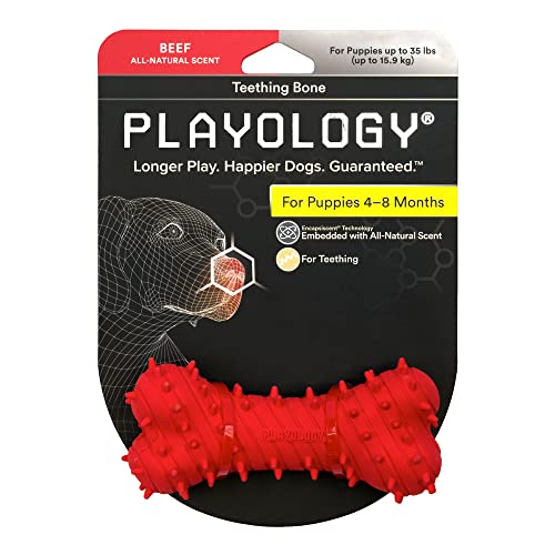 Playology Puppy Beißknochen Hundespielzeug, klein – Kauspielzeug mit Quietscher für Welpen von 4–8 Monaten – fesselndes natürliches Rindfleischduft von Playology