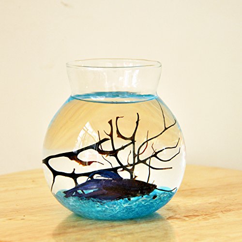 Transparente Glasvase für Terrarien, Tischdekoration von Pleayietoopiatiey