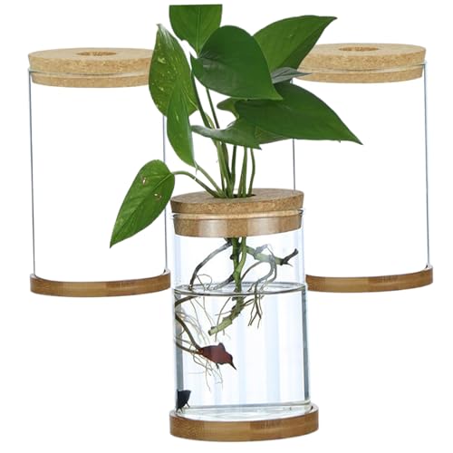 Plant Terrarium 3pcs Transparent Deckel Plant Propagation Station mit Tray Hydroponic DIY Ausbreitungsgläser für Home Office Desktop geradeaus von Porgeel