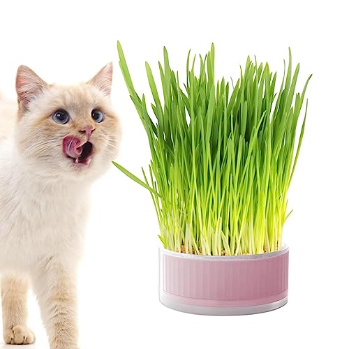 Povanjer Grasbox für Katzen | Hydroponische Pflanzgefäße | Abnehmbares Tablett für Sprossen, Grasbox ohne Boden, der die Verdauung unterstützt, Heimdekoration von Povanjer