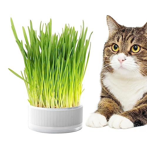 Povanjer Pflanzgefäß für Katzenminze – Hydrokultur-Tablett für Sprossen, abnehmbarer Sprossenhalter, Grasbox ohne Boden, hilft bei der Verdauung, Heimdekoration von Povanjer
