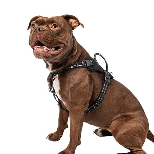 Premier Pet Komfortgeschirr gegen Ziehen, Größe M, verstellbare Passform für Hunde von 13,6–31,8 kg, reflektierende Nähte, gepolsterter Griff für zusätzliche Kontrolle, Befestigung der Leine vorne Premier Pet Komfortgeschirr gegen Ziehen, Größe M, verstellbare Passform für Hunde von 13,6–31,8 kg, reflektierende Nähte, gepolsterter Griff für zusätzliche Kontrolle, Befestigung der Leine vorne von Premier Pet