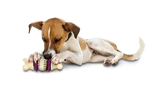 PetSafe Busy Buddy Bristle Bone Kauspielzeug für Hunde, Mit Snack-Ringen aus Rohhaut, Spühlmaschinenfest, Größe S von PetSafe